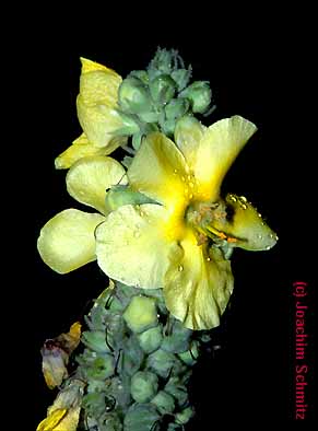 Verbascum densiflorum