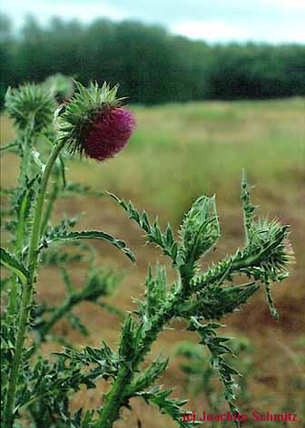 Carduus nutans ssp. n.