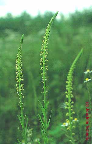 Reseda luteola