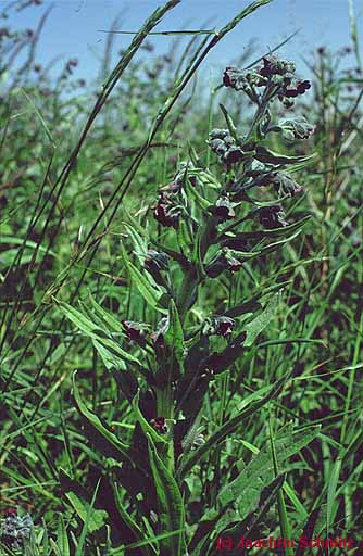 Cynoglossum officinale