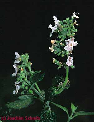 Nepeta cataria