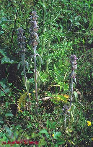 Stachys germanica