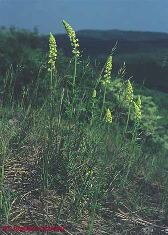 Reseda lutea