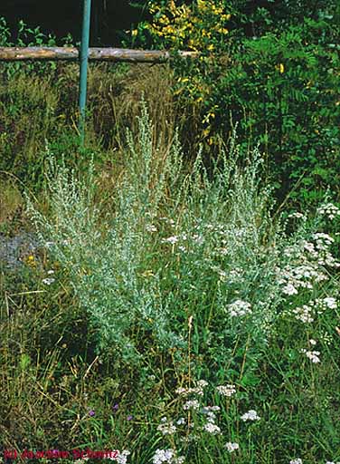 Artemisia absinthium