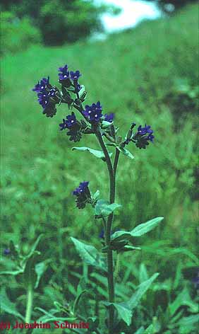 Anchusa officinalis