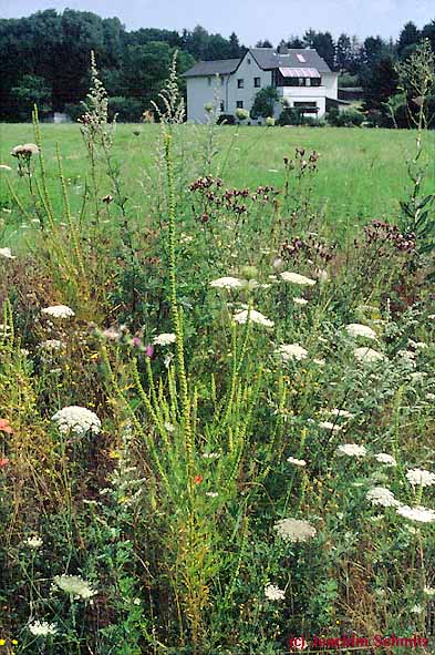 Resedo-Carduetum nutantis