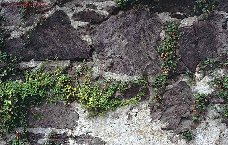 Parietarietum judaicae