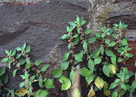 Parietaria judaica