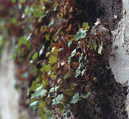 Cymbalaria muralis