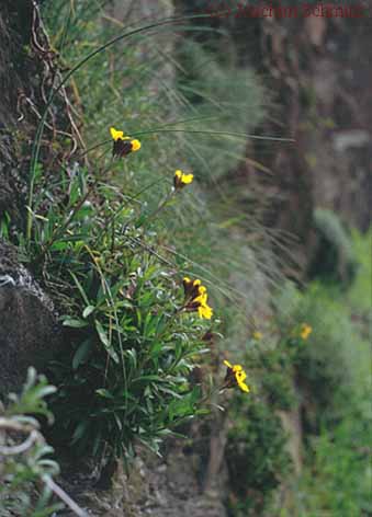 Erysimum cheiri