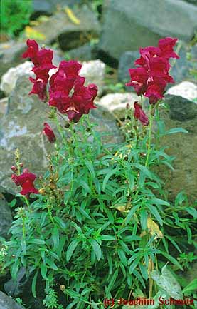 Antirrhinum majus