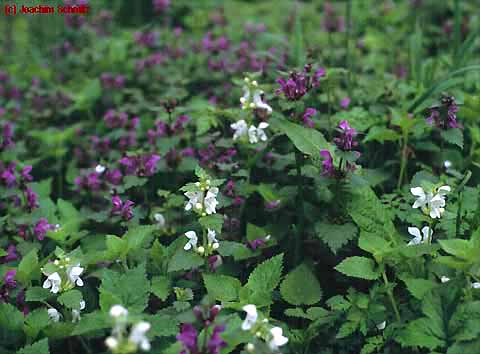 Lamium maculatum