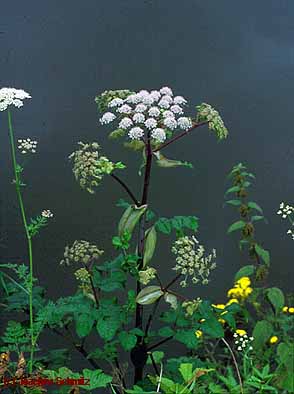 Angelica sylvestris