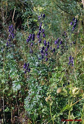 Aconitum napellus