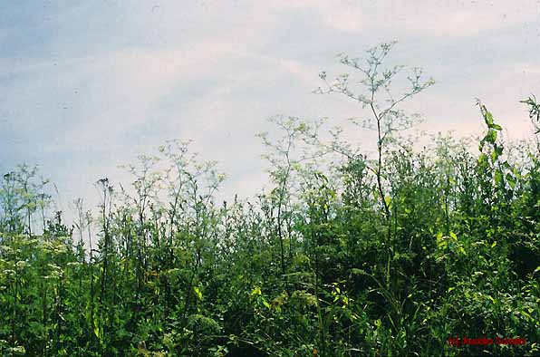 Chaerophylletum bulbosi