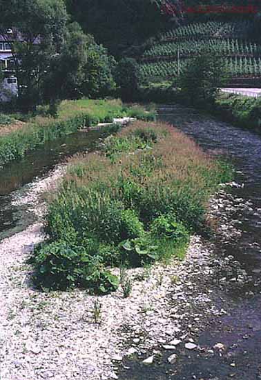 Phalaridetum arundinaceae