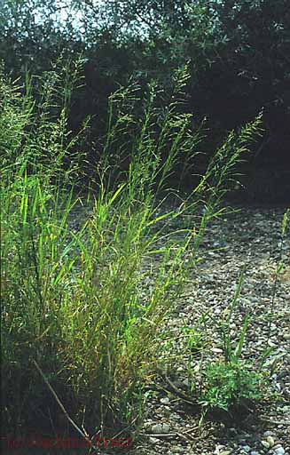 Poa palustris