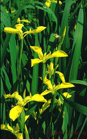 Iris pseudacorus