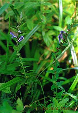 Scutellaria galericulata