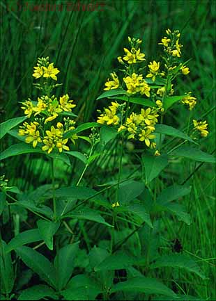 Lysimachia vulgaris