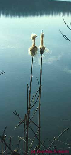 Typha latifolia