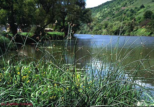 Schoenoplectus lacustris