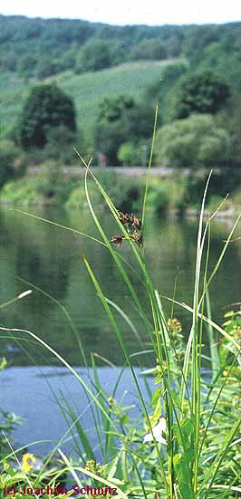 Bolboschoenus maritimus