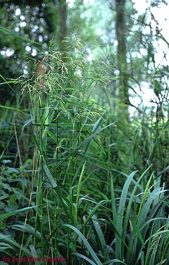 Glyceria maxima