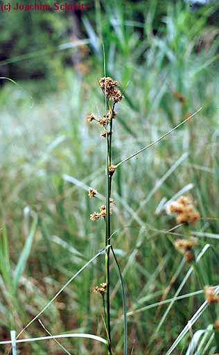 Cladium mariscus