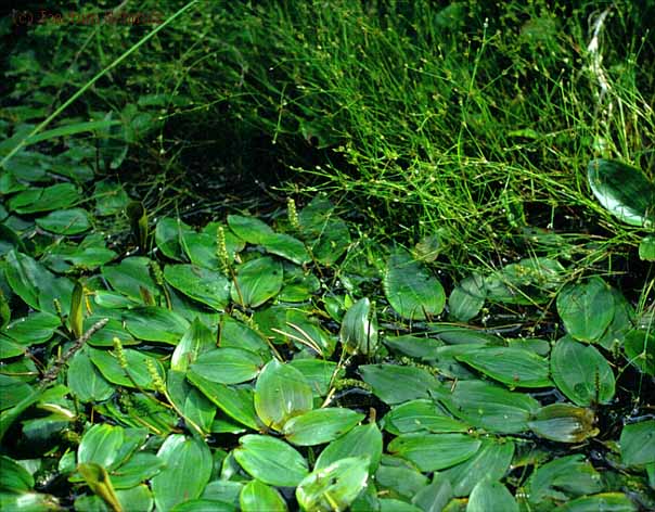 Potamogeton polygonifolius-Gesellschaft