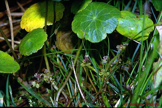 Hydrocotyle vulgaris