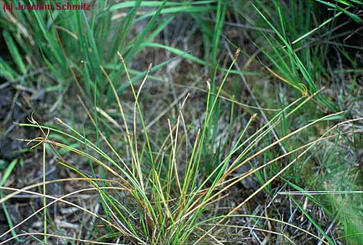 Eleocharis multicaulis