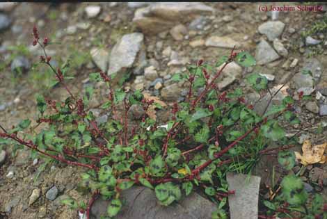 Polygonum lapathifolium ssp. bittringeri