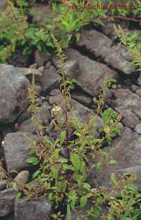 Chenopodium polyspermum