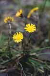 Tussilago farfara