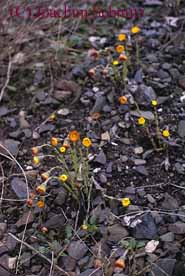 Tussilago farfara