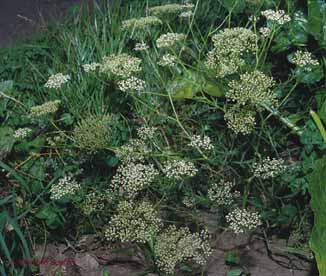 Falcaria vulgaris