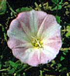 Convolvulus arvensis