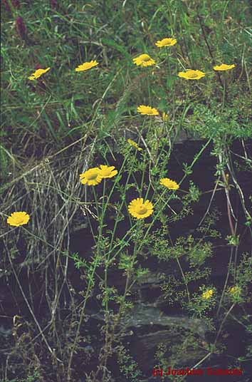 Anthemis tinctoria