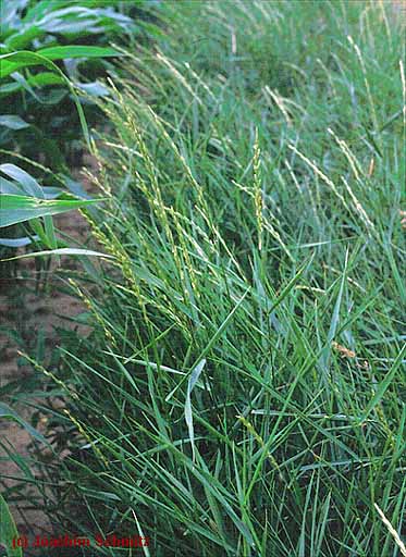 Elymus repens