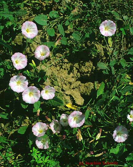 Convolvulus arvensis