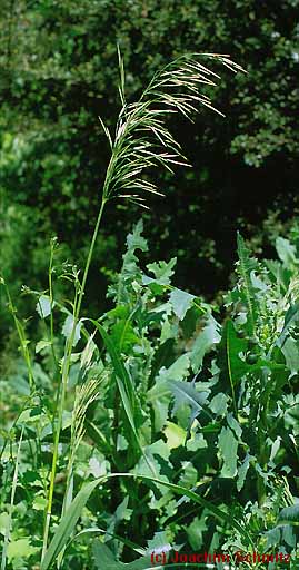 Bromus inermis