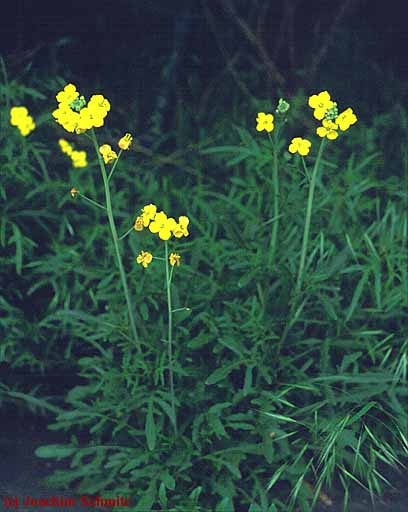 Diplotaxis tenuifolia