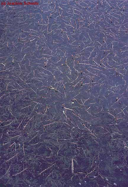 Potamogeton crispus