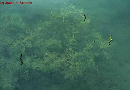 Myriophyllum spicatum