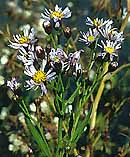 Aster tripolium