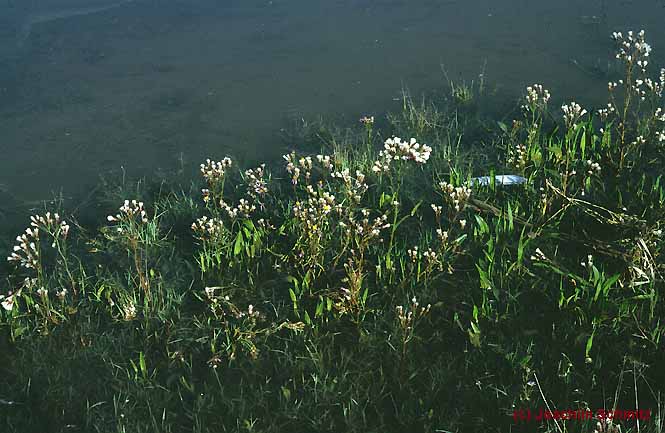 Aster tripolium-Puccinellia distans-Gesellschaft