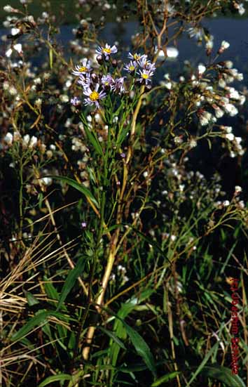 Aster tripolium