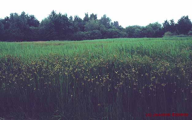 Bolboschoenus maritimus-Ges.