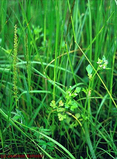 Apium graveolens + Triglochin maritimum